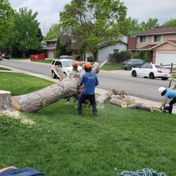 San Marcos Tree Service Experts Transplants Mature Tree to Create Room for New Garage 2 San Marcos Tree Service Experts Transplants Mature Tree to Create Room for New Garage 2