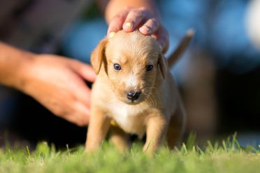 Dog Owners Now Have Unlimited Access to the Latest Dog Information and Products from The Dog Ownership Guide Website 10 Dog Owners Now Have Unlimited Access to the Latest Dog Information and Products from The Dog Ownership Guide Website 10