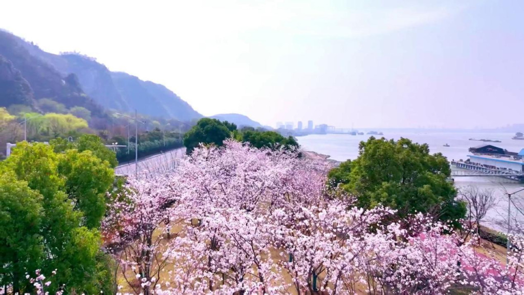 Largest number of cherry blossom trees at the riverside pathway|Verified by WRCA 8 Largest number of cherry blossom trees at the riverside pathway|Verified by WRCA 8